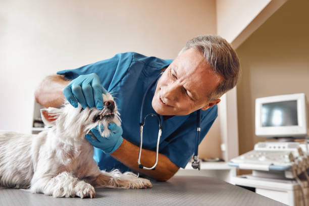 Best Cosmetic Emergency Dentistry in Poteau, OK